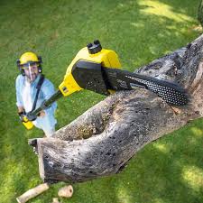Best Tree Disease Treatment  in Knoxville, TN