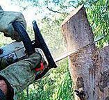 Best Tree Cabling and Bracing  in Knoxville, TN