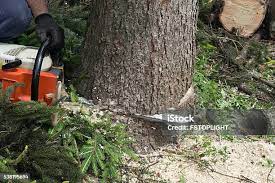 Best Commercial Tree Services  in Knoxville, TN