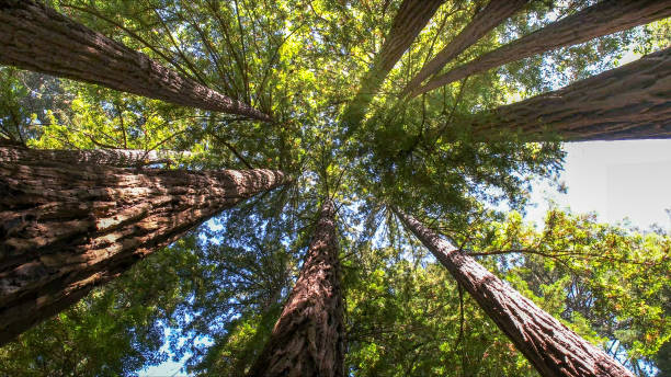 Best Emergency Tree Removal  in Knoxville, TN