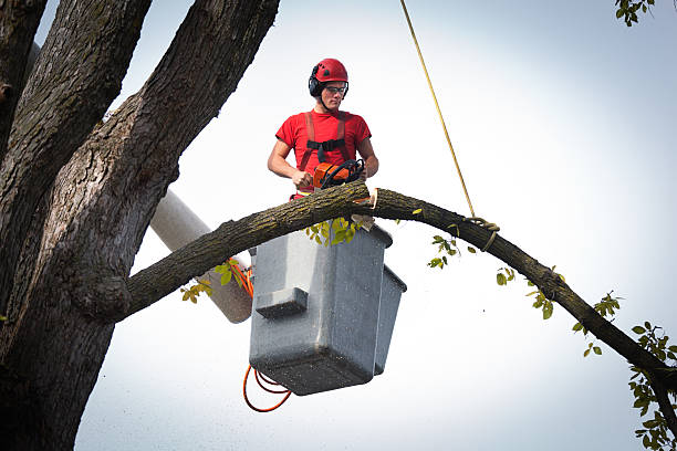 Best Hedge Trimming  in Knoxville, TN