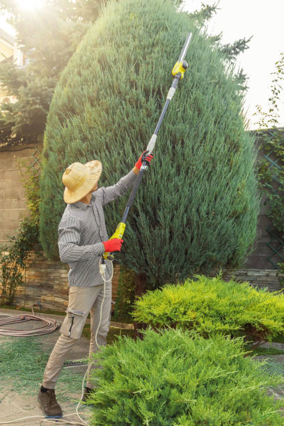 Best Hazardous Tree Removal  in Knoxville, TN