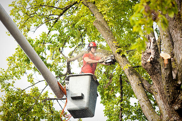 Professional Tree Removal in Knoxville, TN