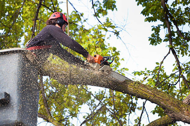 Best Storm Damage Tree Cleanup  in Knoxville, TN