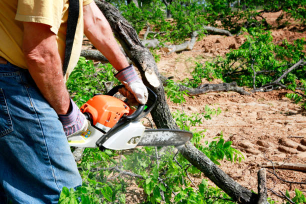 Best Weed Control  in Knoxville, TN