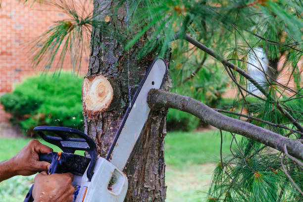 Best Tree Health Inspection  in Knoxville, TN
